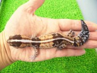 美！　ニシアフリカトカゲモドキ（ホワイトアウト）　約１４cm♀　１
