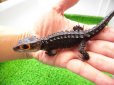 画像6: 美！　アカメカブトトカゲ　約１６cm♀　１