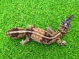 画像4: 美！　ニシアフリカトカゲモドキ（ホワイトアウト）　約１４cm♀　１ (4)