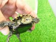 画像4: 美！　カスピイシガメ　約８cm　たぶん♂　２ (4)
