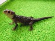 画像4: 美！　アカメカブトトカゲ　約１６cm♀　１