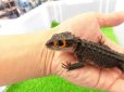画像3: 美！　アカメカブトトカゲ　約１６cm♀　１