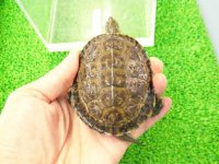 美！　カスピイシガメ　約８cm　たぶん♂　２