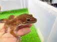 画像3: 美！　メラニスティックタンジェリン（ヒョウモントカゲモドキ）　約１５cm♂　１