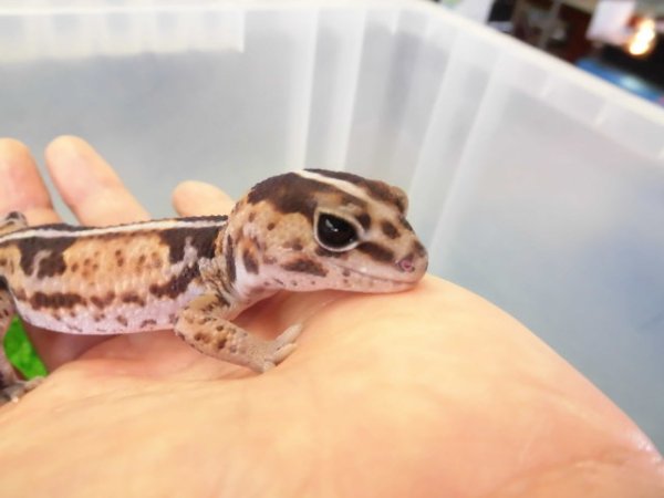 画像3: 美！　ニシアフリカトカゲモドキ（ホワイトアウト）　約１４cm♀　１