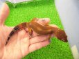 画像1: 美！　メラニスティックタンジェリン（ヒョウモントカゲモドキ）　約１５cm♂　１ (1)