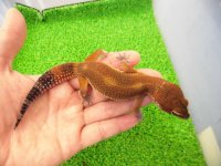美！　メラニスティックタンジェリン（ヒョウモントカゲモドキ）　約１５cm♂　１