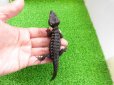 画像7: 美！　アカメカブトトカゲ　約１６cm♀　１