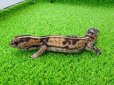 画像5: 美！　ニシアフリカトカゲモドキ（ホワイトアウト）　約１４cm♀　１ (5)