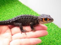 美！　アカメカブトトカゲ　約１６cm♀　１