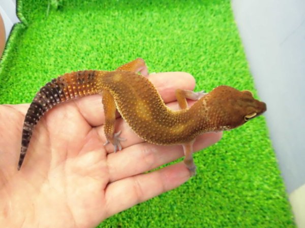 画像2: 美！　メラニスティックタンジェリン（ヒョウモントカゲモドキ）　約１５cm♂　１