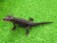 画像5: 美！　アカメカブトトカゲ　約１６cm♀　１