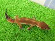 画像5: 美！　メラニスティックタンジェリン（ヒョウモントカゲモドキ）　約１５cm♂　１