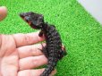 画像2: 美！　アカメカブトトカゲ　約１６cm♀　１ (2)