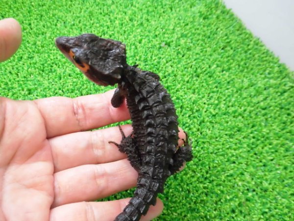 画像2: 美！　アカメカブトトカゲ　約１６cm♀　１
