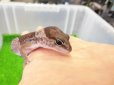 画像3: 美！　ニシアフリカトカゲモドキ（オレオ）　約１３cm♀　１ (3)