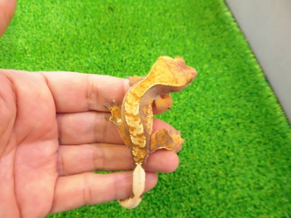 画像4: 美！　クレステッドゲッコー（ハーレクイン）　約１４cm♀ １
