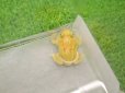画像3: 美！　クランウェルツノガエル（アルビノ）　約３.５cm　１ (3)