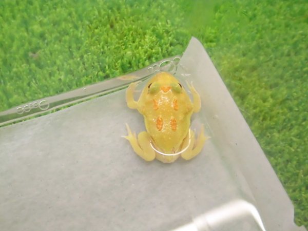 画像3: 美！　クランウェルツノガエル（アルビノ）　約３.５cm　１