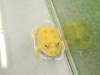 美！　クランウェルツノガエル（アルビノ）　約３.５cm　１