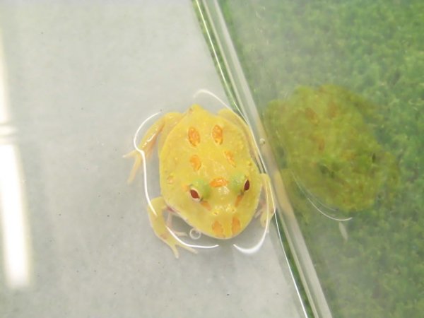 画像1: 美！　クランウェルツノガエル（アルビノ）　約３.５cm　１