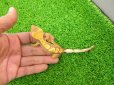 画像5: 美！　クレステッドゲッコー（ハーレクイン）　約１４cm♀ １ (5)