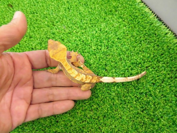画像5: 美！　クレステッドゲッコー（ハーレクイン）　約１４cm♀ １