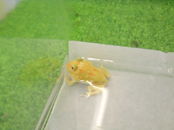 画像4: 美！　クランウェルツノガエル（アルビノ）　約３.５cm　１