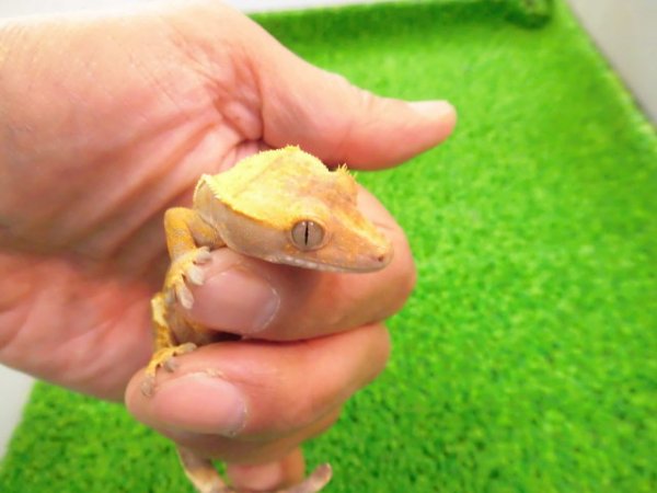 画像2: 美！　クレステッドゲッコー（ハーレクイン）　約１４cm♀ １