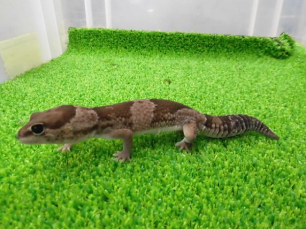 画像5: 美！　ニシアフリカトカゲモドキ（オレオ）　約１３cm♀　１