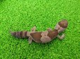 画像4: 美！　ニシアフリカトカゲモドキ（オレオ）　約１３cm♀　１ (4)