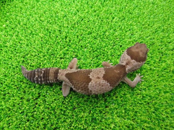 画像4: 美！　ニシアフリカトカゲモドキ（オレオ）　約１３cm♀　１
