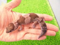 美！　ニシアフリカトカゲモドキ（オレオ）　約１３cm♀　１