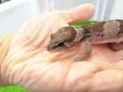 画像2: 美！　ニシアフリカトカゲモドキ（オレオ）　約１３cm♀　１ (2)
