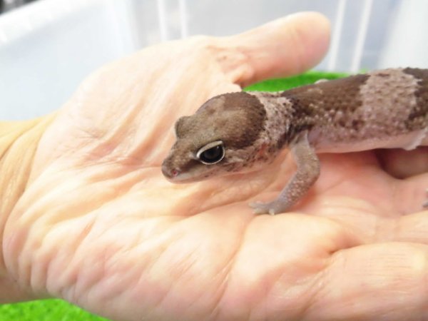 画像2: 美！　ニシアフリカトカゲモドキ（オレオ）　約１３cm♀　１