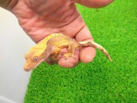 美！　クレステッドゲッコー（ハーレクイン）　約１４cm♀ １