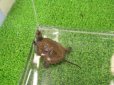 画像5: 美！　ニホンイシガメ（セレクト個体）　約４.５cm　２ (5)