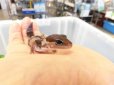 画像3: 美！　ニシアフリカトカゲモドキ（ワイルド完尾）　約１２cm♀　１ (3)