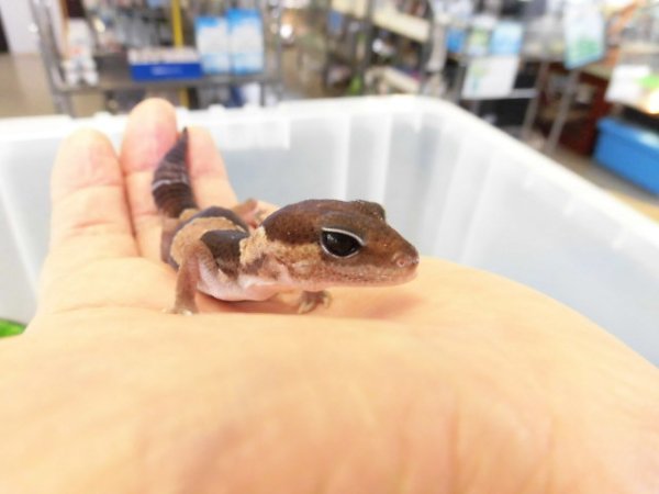 画像3: 美！　ニシアフリカトカゲモドキ（ワイルド完尾）　約１２cm♀　１