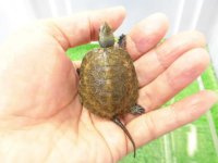 美！　ニホンイシガメ（セレクト個体）　約４.５cm　２