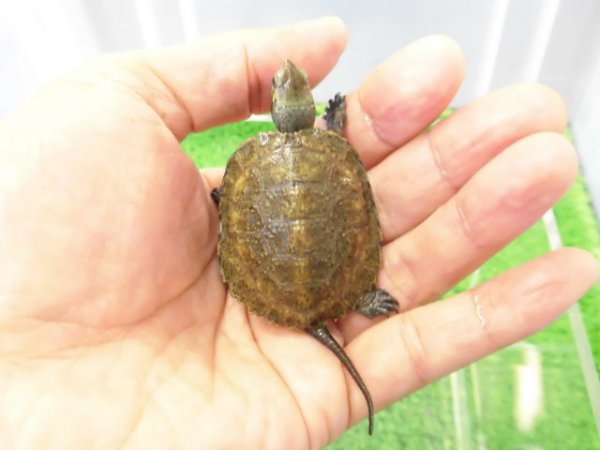 画像1: 美！　ニホンイシガメ（セレクト個体）　約４.５cm　２