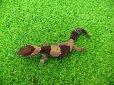 画像4: 美！　ニシアフリカトカゲモドキ（ワイルド完尾）　約１２cm♀　１ (4)