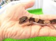 画像2: 美！　ニシアフリカトカゲモドキ（ワイルド完尾）　約１２cm♀　１ (2)