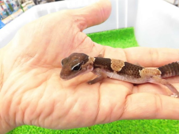 画像2: 美！　ニシアフリカトカゲモドキ（ワイルド完尾）　約１２cm♀　１