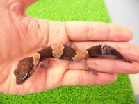 美！　ニシアフリカトカゲモドキ（ワイルド完尾）　約１２cm♀　１