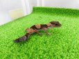 画像5: 美！　ニシアフリカトカゲモドキ（ワイルド完尾）　約１２cm♀　１ (5)