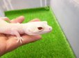 画像5: 美！　ホワイト＆イエローラプター（ヒョウモントカゲモドキ）　約１９cm♀　Ｓ１ (5)