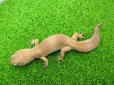 画像4: 美！　タンジェリントルネード（ヒョウモントカゲモドキ）　約２０cm♀　S１ (4)