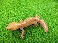 画像5: 美！　ソメワケササクレヤモリ（アザンティック）ＣＢ　約１５cm♂　１
