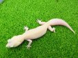 画像2: 美！　ホワイト＆イエローラプター（ヒョウモントカゲモドキ）　約１９cm♀　Ｓ１ (2)
